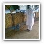 LEAF TOBACCO SHREDDED TOBACCO raw tobacco leaf dark air cured tobacco rustica tobacco FLUE CURED TOBACCO